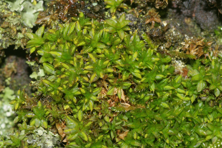 Syntrichia papillosa (b, 144719-474819) 4936.JPG &copy; HermannSchachner