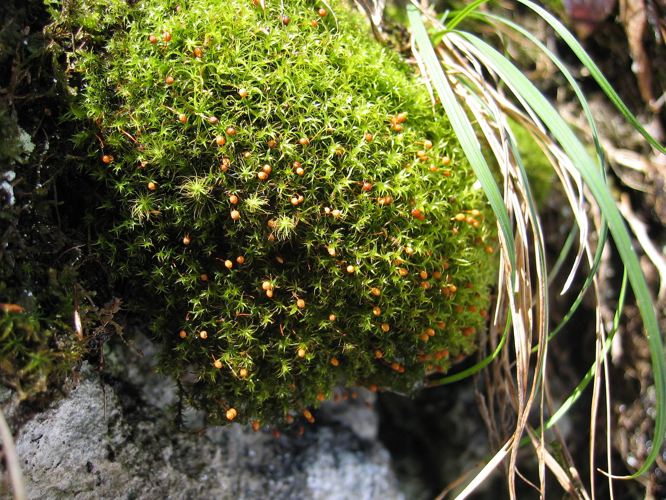 Plagiopus oederianus.jpg &copy; User:Tigerente