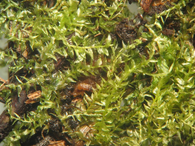 Eurhynchium hians.jpeg &copy; Kristian Peters -- Fabelfroh 09:02, 20 January 2007 (UTC)