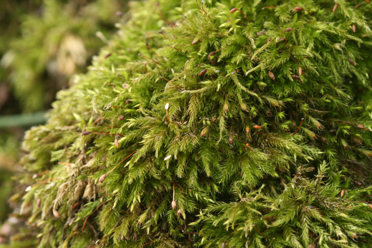 Brachythecium populeum (a, 144722-474811) 4103.jpg &copy; HermannSchachner