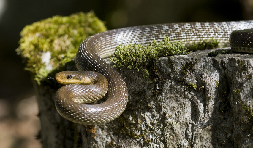 Zamenis longissimus.jpg &copy; FelixReimann