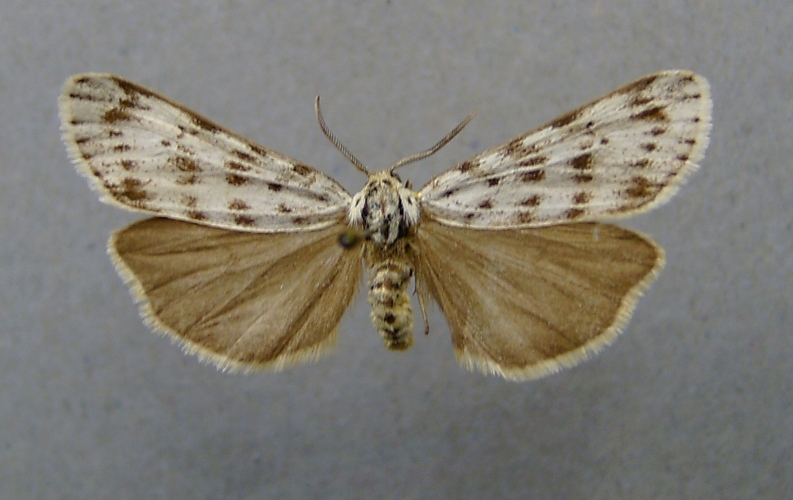 Coscinia cribraria.jpg &copy; Dumi