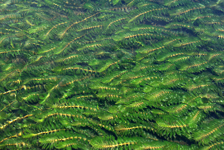 Groenlandia densa 01 by-dpc.jpg &copy; David Perez