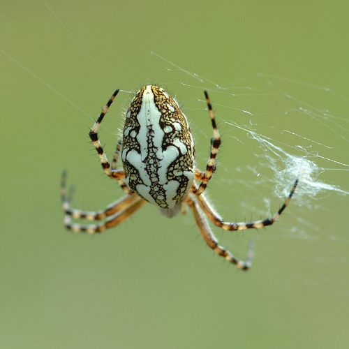 Araneus ceropegius fg01.jpg &copy; Fritz Geller-Grimm