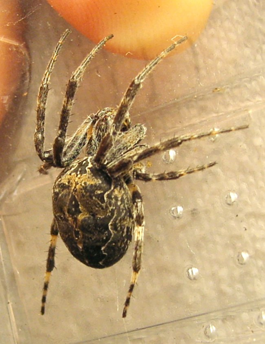 Larinioides.sclopetarius.almost.top.jpg &copy; Sarefo