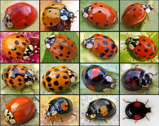 Harmonia axyridis01.jpg &copy; Commons