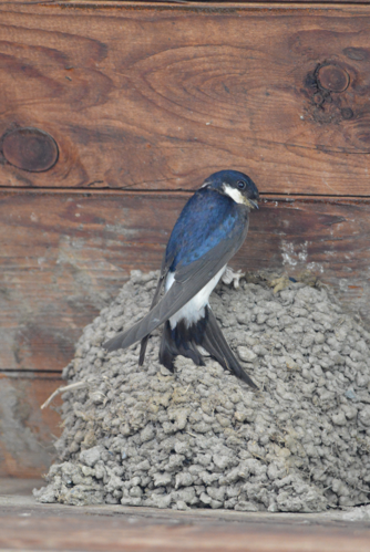 Delichon urbicum in Carinthia 04.JPG &copy; Wald1siedel