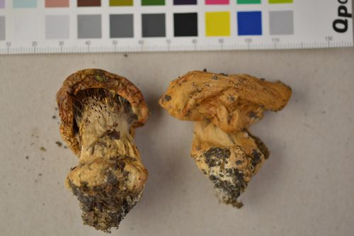 Cortinarius riederi (Weinm.) Fr. 2332468396.jpg &copy; GBIF.no (Turid Nakling Kristiansen, Liv Nakling)