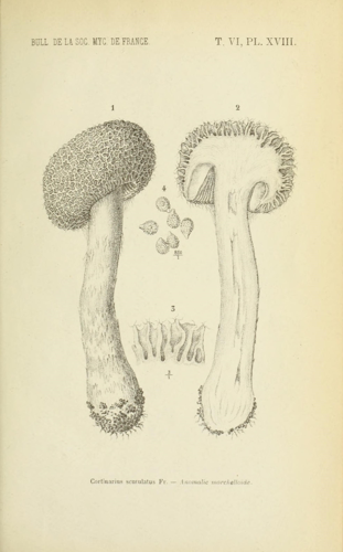 Bulletin de la Société mycologique de France (15871649130).jpg &copy; Société botanique de France.; Société mycologique de France.
