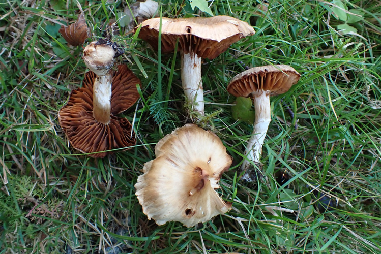 Cortinarius luridus Rob.Henry Observed in Norway.jpg &copy; Cortinarius luridus Rob.Henry Observed in Norway by Rune Solvang (licensed under https://creativecommons.org/licenses/by/4.0/)