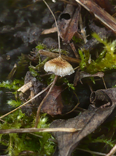 2012-10-17 Crinipellis scabella (Alb. & Schwein.) Murrill 318372.jpg &copy; This image was created by user Gerhard Koller (Gerhard) at Mushroom Observer, a source for mycological images.You can contact this user here.