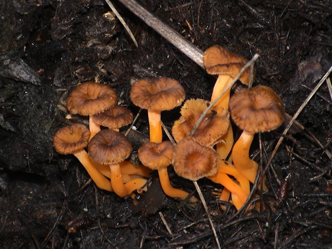 Cantharellus lutescens.jpg &copy; Pau Cabot