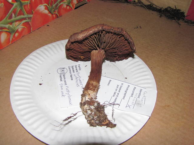 Cortinarius uraceus.jpg &copy; Alan Rockefeller
