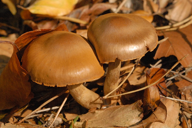 Cortinarius.cagei3.-.lindsey.jpg &copy; James Lindsey