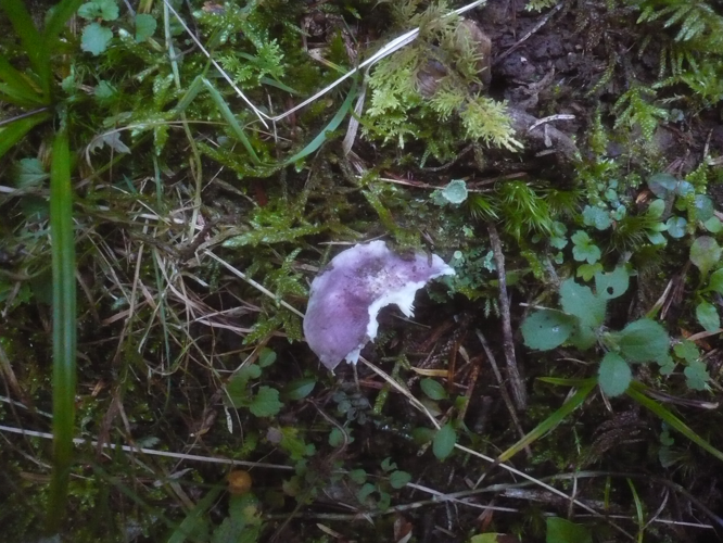 2012-09-16 Russula cavipes Britzelm 311411.jpg &copy; This image was created by user Gerhard Koller (Gerhard) at Mushroom Observer, a source for mycological images.You can contact this user here.