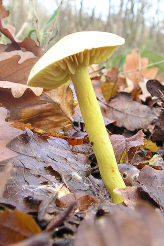 Tricholoma sulphureum 031123w.jpg &copy; Strobilomyces