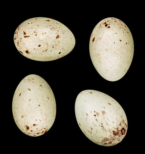 Chloris chloris chloris MHNT 223 Gouvieux.jpg &copy; Didier Descouens