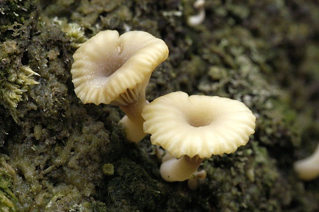 Lichenomphalia umbellifera - Lindsey 1a.jpg &copy; James Lindsey