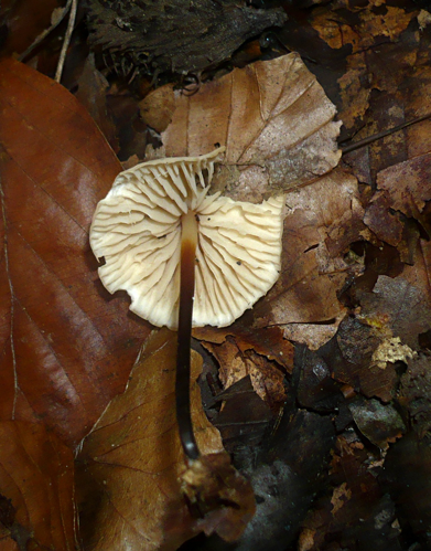 2012-10-24 Marasmius torquescens Quel 320363.jpg &copy; This image was created by user Gerhard Koller (Gerhard) at Mushroom Observer, a source for mycological images.You can contact this user here.