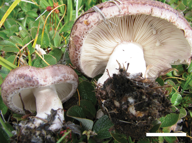 Lactarius brunneoviolaceus (10.3897-mycokeys.15.9587) Figure 10.jpg &copy; (Photo by C. Cripps) Barge EG, Cripps CL (2016) New reports, phylogenetic analysis, and a key to Lactarius Pers. in the Greater Yellowstone Ecosystem informed by molecular data. MycoKeys 15: 1-58. https://doi.org/10.3897/mycokeys.15.9587