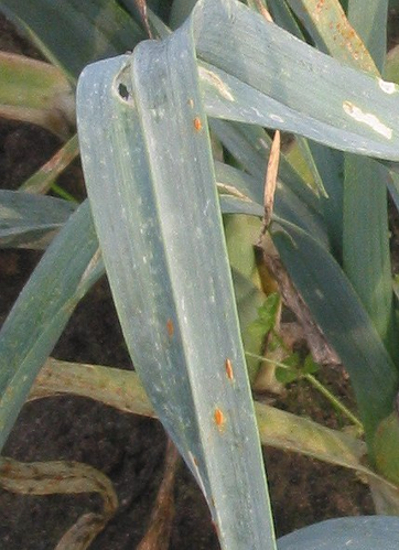 Prei winter roest (Puccinia allii on Allium porrum).jpg &copy; Rasbak
