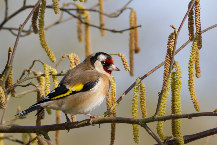 Carduelis carduelis (2012).jpg &copy; Pierre Dalous