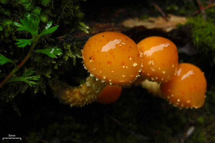 Pholiota limonella 109082.jpg &copy; This image was created by user Jason Hollinger (jason) at Mushroom Observer, a source for mycological images.You can contact this user here.