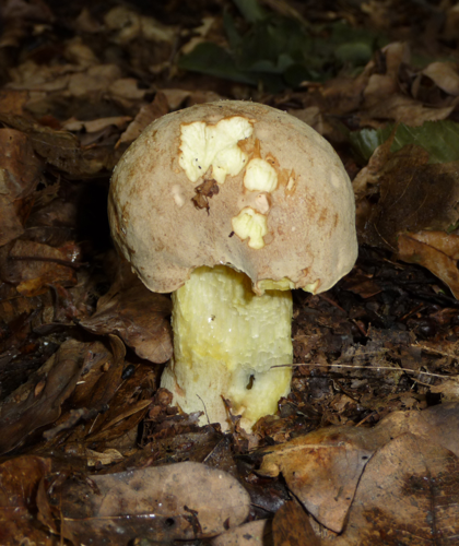 Boletus impolitus 2009 G2.jpg &copy; George Chernilevsky
