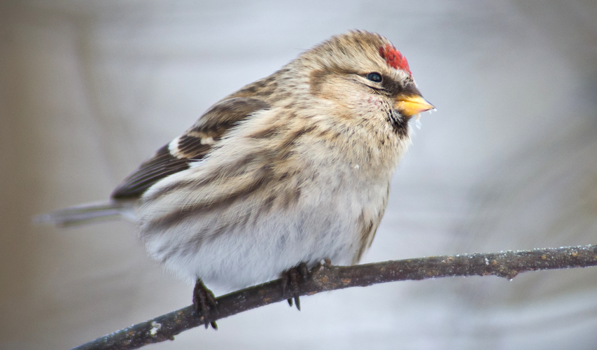 Acanthis flammea, Kotka, Finland 2.jpg &copy; Jyrki Salmi from Finland