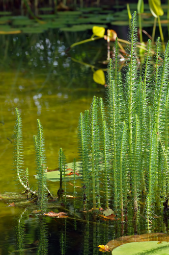 Hippuris vulgaris (aka).jpg &copy; Aka