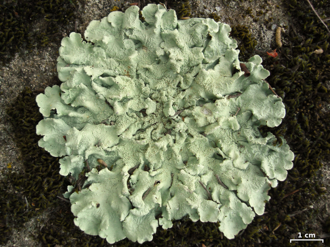 Flavoparmelia caperata 240112.jpg &copy; Jason Hollinger