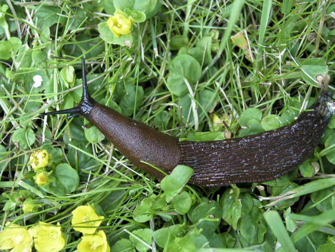 Arion vulgaris 3.jpg &copy; Xauxa Håkan Svensson