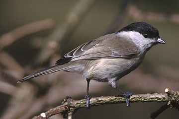 Parus atricapillus 2 (Marek Szczepanek).jpg &copy; Commons