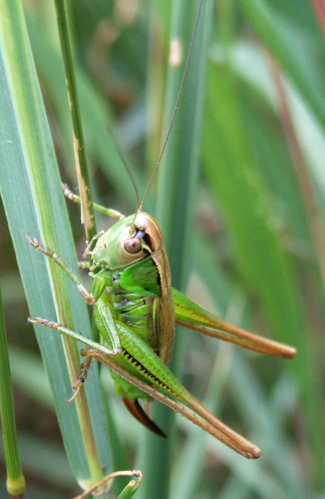 Metrioptera bicolor 0018.jpg &copy; G.-U. Tolkiehn
