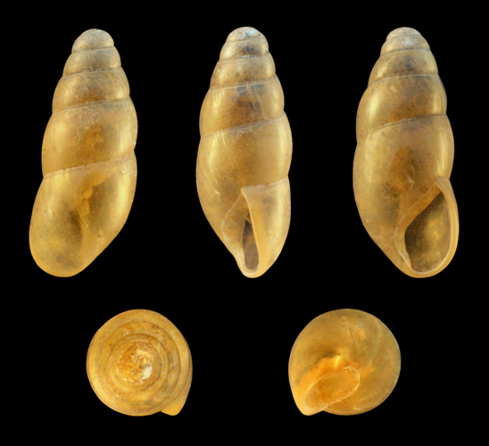 Cochlicopa lubricella 01.jpg &copy; H. Zell