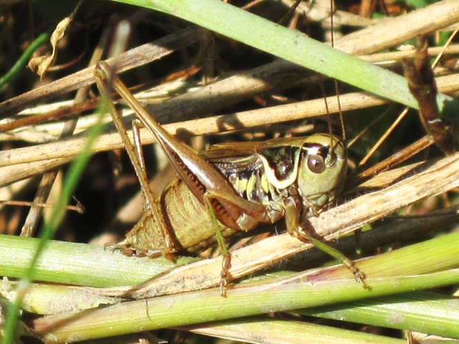Roeseliana roeselii (Metrioptera roeselii) (Roesel's bush-cricket) (male), Arnhem, the Netherlands.jpg &copy; Bj.schoenmakers