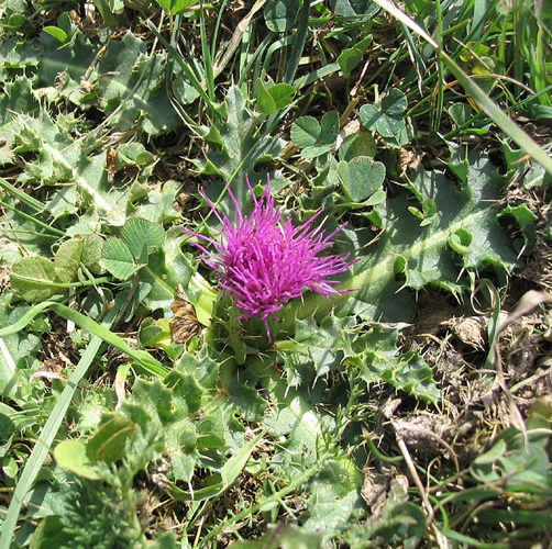 Cirse acaule.jpg &copy; Jean Tosti, picture of French Wikipedia