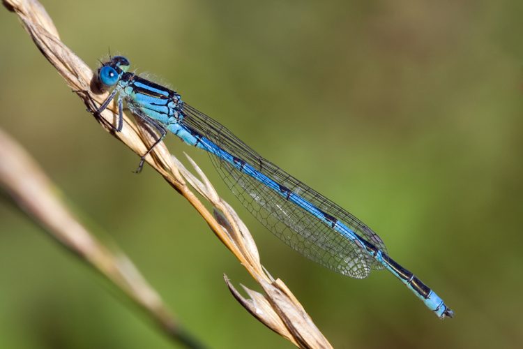 Erythromma lindenii 5(loz).jpg &copy; Loz (L. B. Tettenborn)