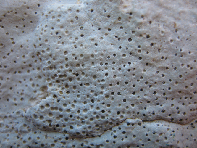 Clauzadea immersa 96248.jpg &copy; This image was created by user zaca at Mushroom Observer, a source for mycological images.You can contact this user here.