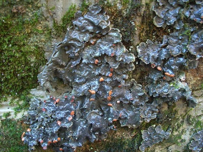 Peltigera polydactyla 2006.jpg &copy; Konrad Lackerbeck