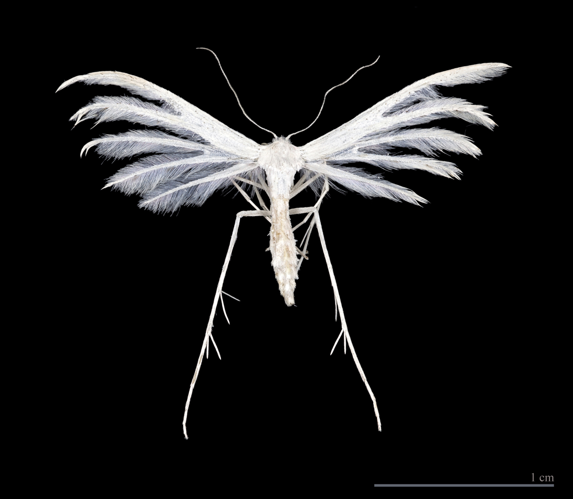 Pterophorus pentadactyla MHNT.jpg &copy; Didier Descouens