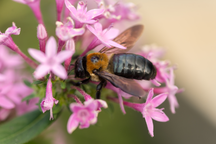 Sculptured Resin Bee on flowers - Rose Garden bridge 3 NBG - Flickr - Puddin Tain.jpg &copy; Puddin Tain
