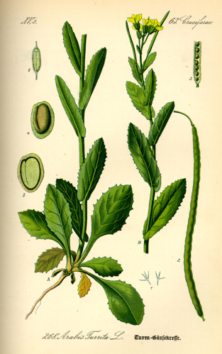 Illustration Arabis turrita0.jpg &copy; Commons