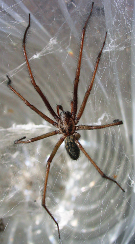 Hausspinne Tegenaria atrica.jpg &copy; Darkone