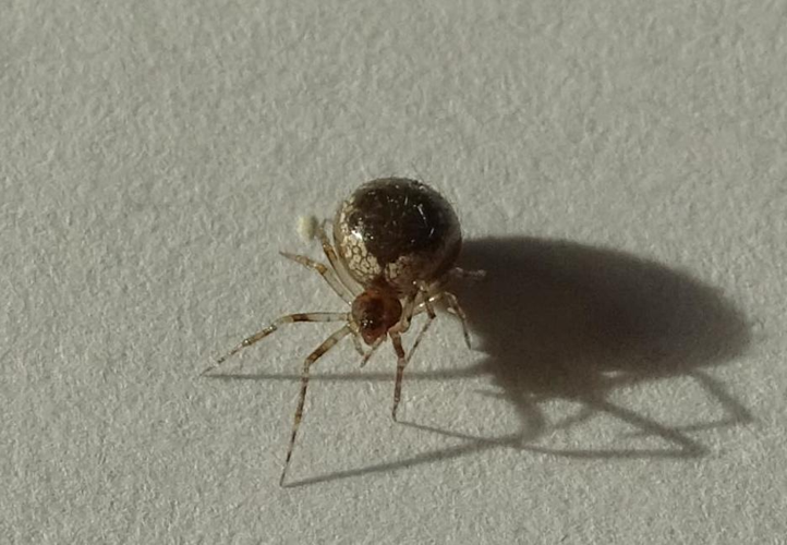 Sardinidion Blackwalli.jpg &copy; Werozor