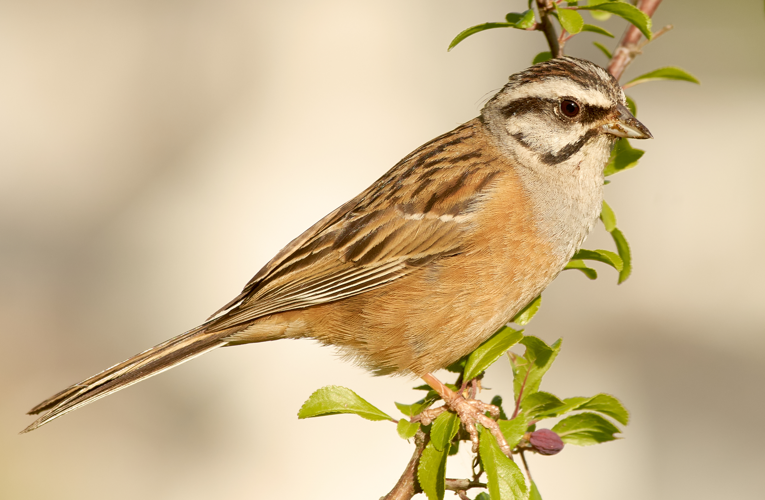 Rock Bunting (Cochem).jpg &copy; Hobbyfotowiki