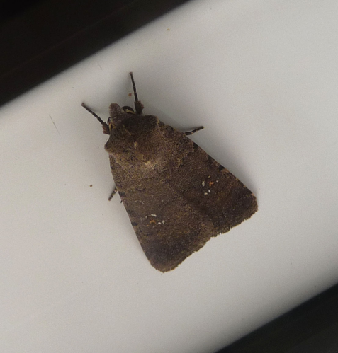 Noctuidae Xyleninae .Caradrinini. Caradrinina. Caradrina (Paradrina) flavirena (6812627081).jpg &copy; gailhampshire from Cradley, Malvern, U.K