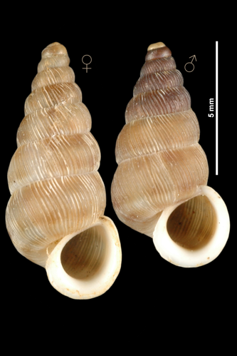 Obscurella aprica (MNHN-IM-2010-13101).jpeg &copy; Gargominy O.