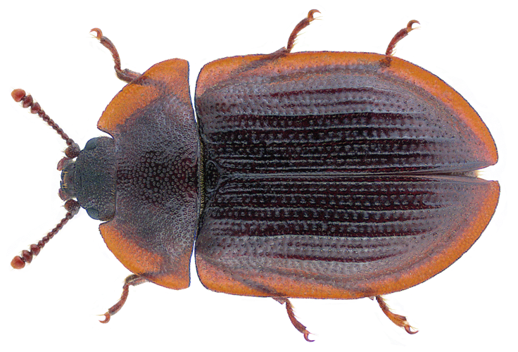 Ostoma ferruginea (Linnaeus 1758) (32392837781).png &copy; Udo Schmidt from Deutschland