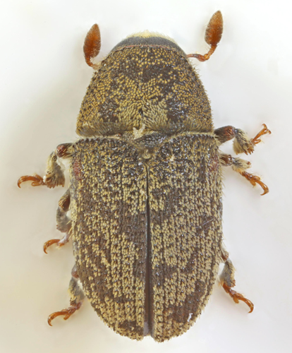 Hylesinus varius, Minera, North Wales, May 2017 2 (34296103090).jpg &copy; janet graham